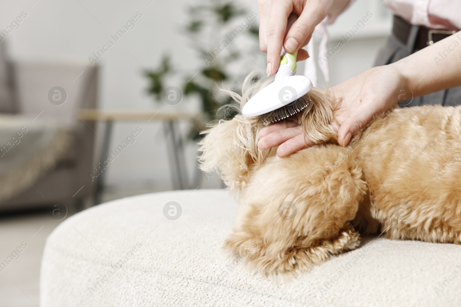 Photo of Woman brushing dog's hair at pouf indoors, closeup. Pet grooming