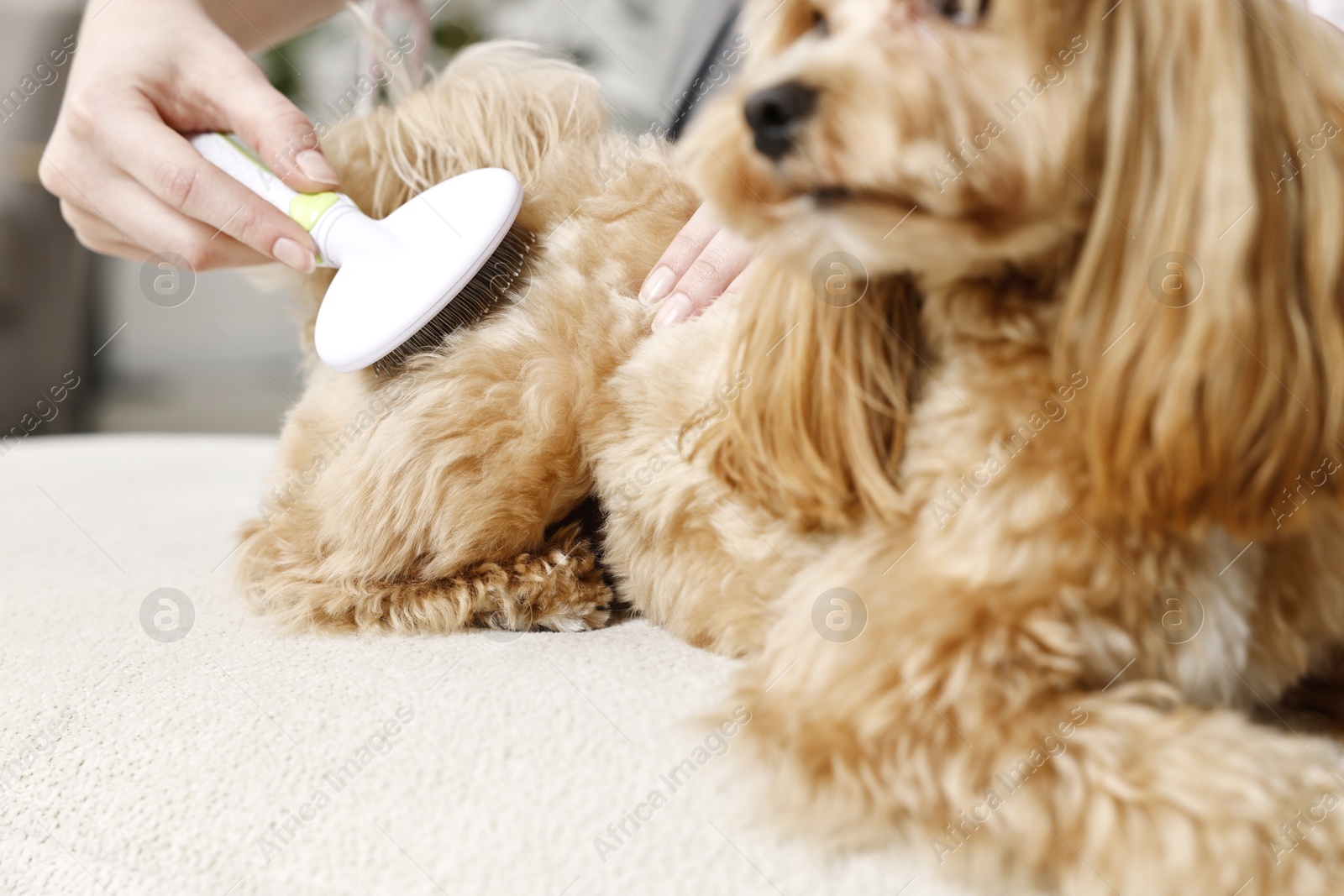 Photo of Woman brushing dog's hair indoors, closeup. Pet grooming