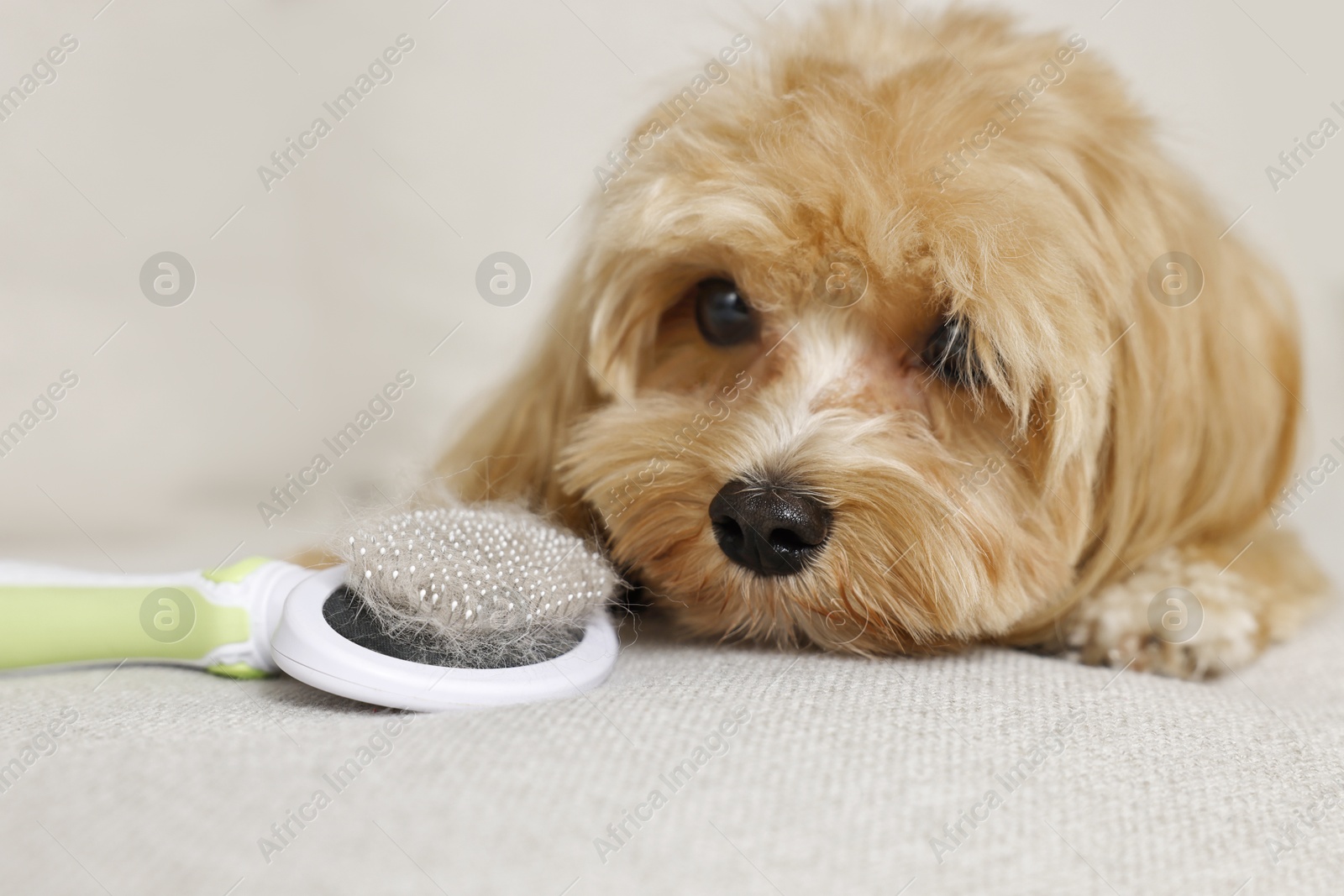 Photo of Cute dog and brush with pet's hair on sofa, closeup