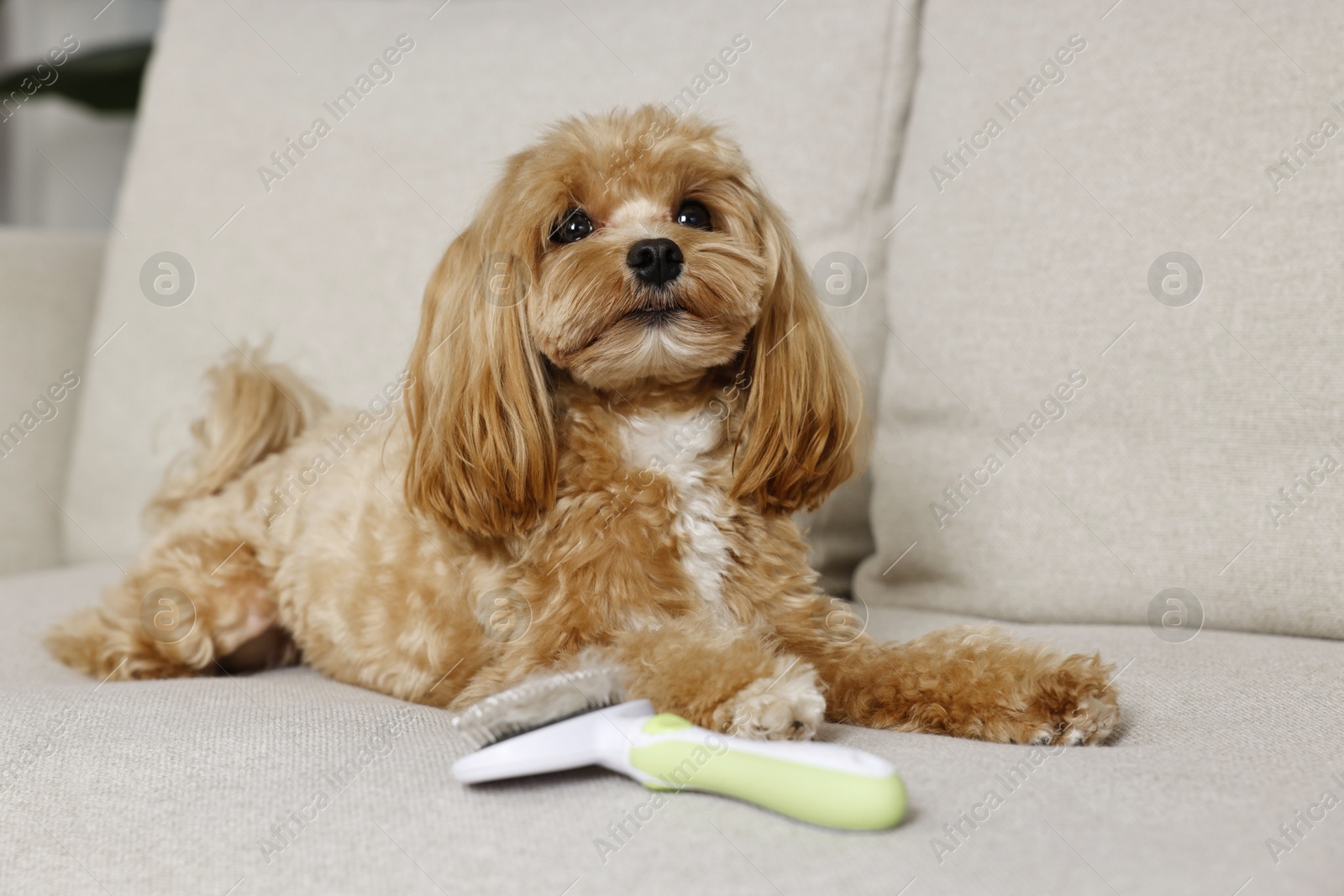 Photo of Cute dog and brush with pet's hair on sofa, selective focus