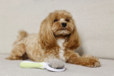 Photo of Brush with pet's hair and dog on sofa, selective focus