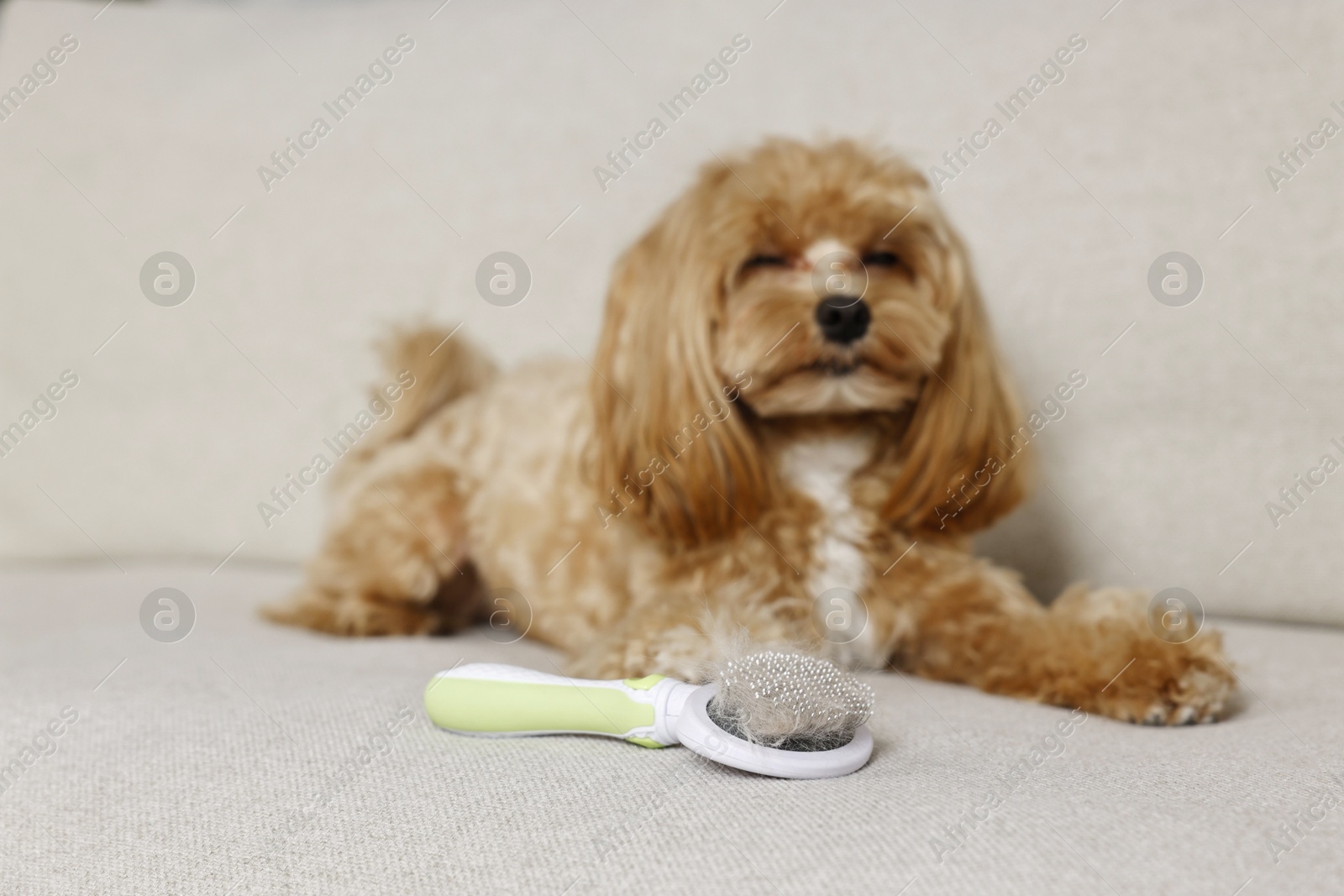 Photo of Brush with pet's hair and dog on sofa, selective focus