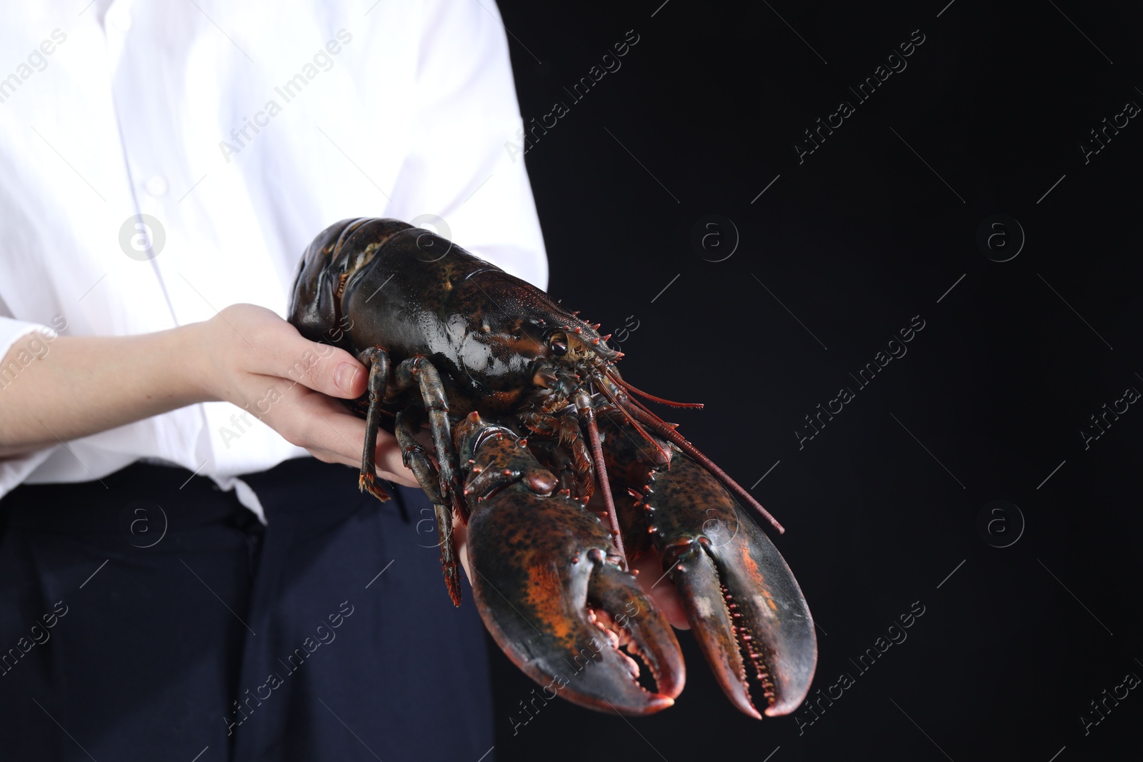 Photo of Woman with raw lobster on black background, closeup. Space for text