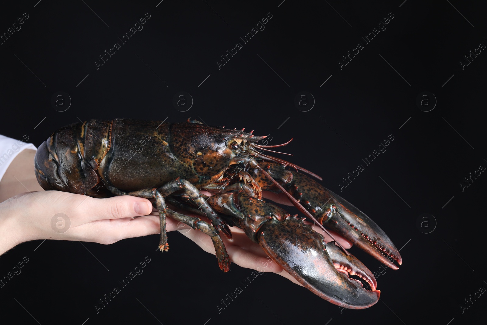 Photo of Woman with raw lobster on black background, closeup