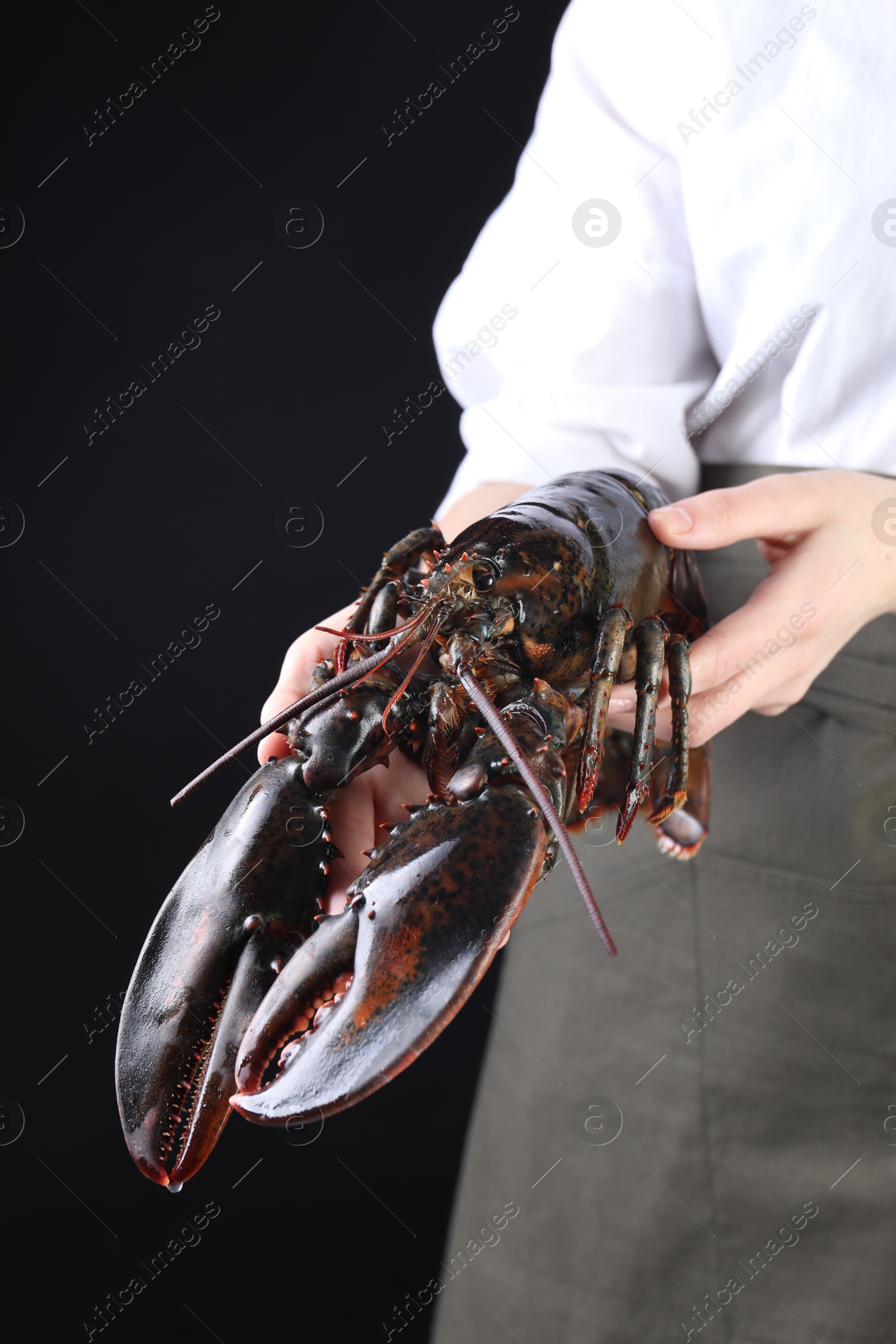 Photo of Woman with raw lobster on black background, closeup