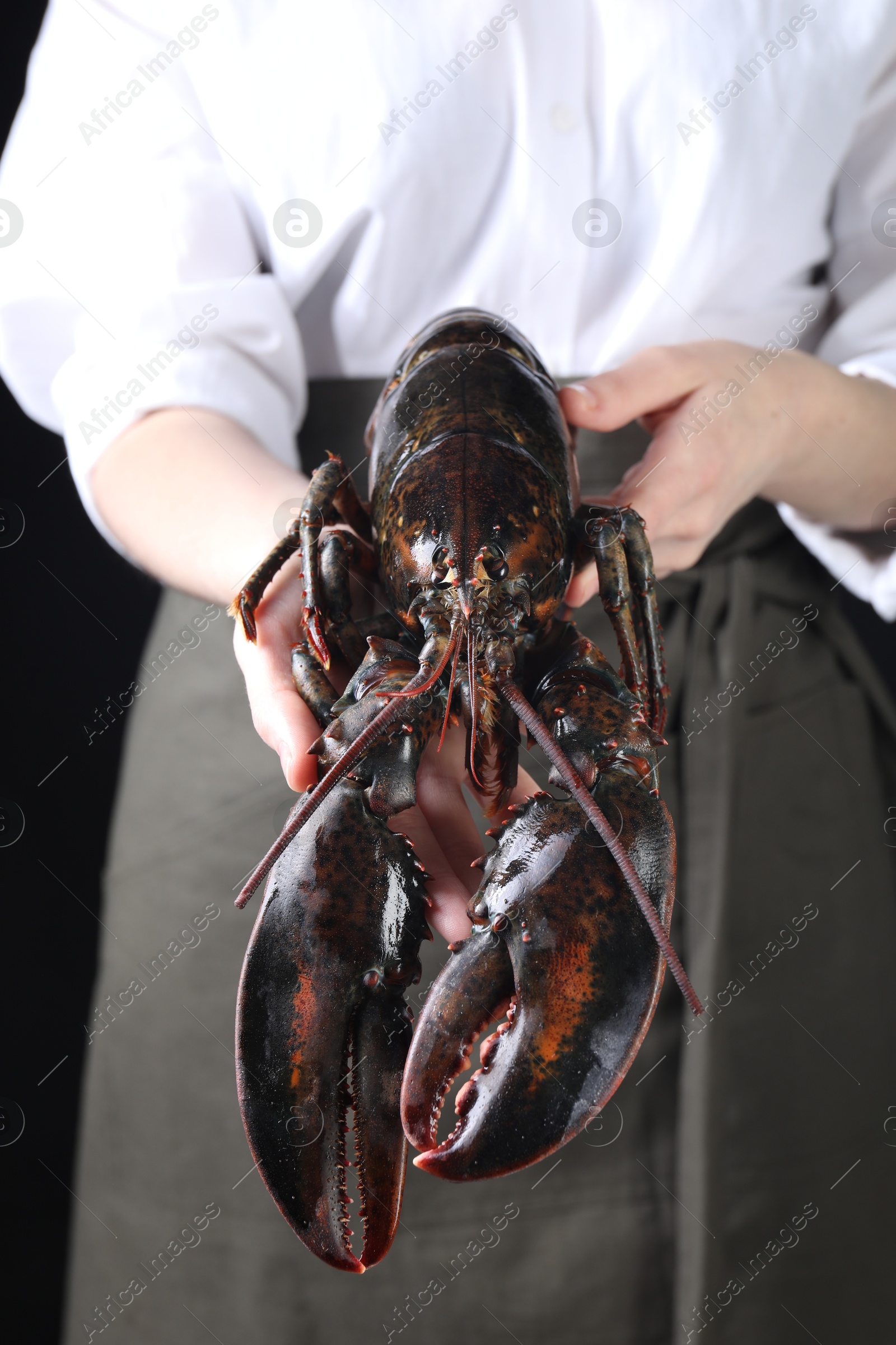 Photo of Woman with raw lobster on black background, closeup