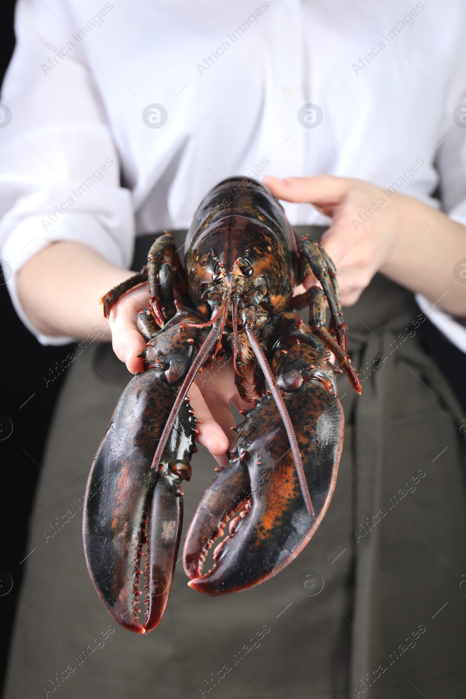 Photo of Woman with raw lobster on black background, closeup