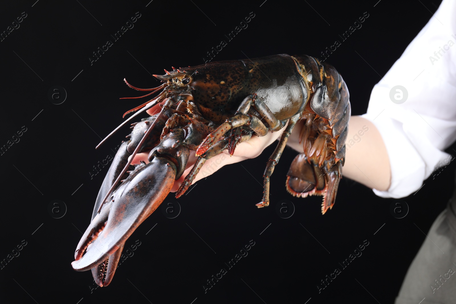 Photo of Woman with raw lobster on black background, closeup