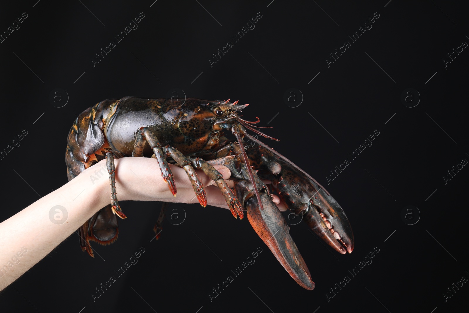 Photo of Woman with raw lobster on black background, closeup. Space for text