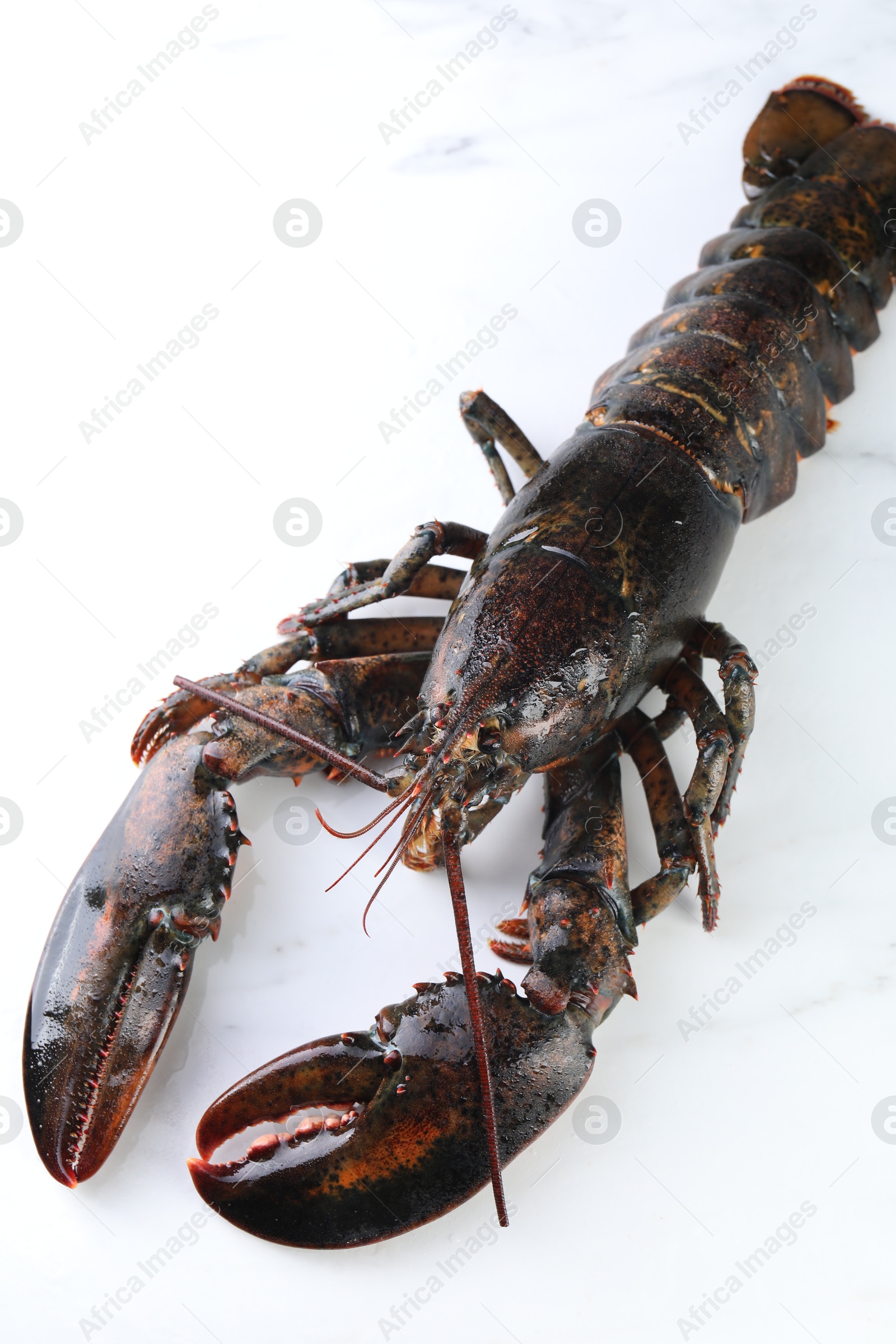 Photo of One raw lobster on white marble table, closeup