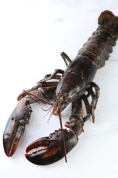 Photo of One raw lobster on white marble table, closeup