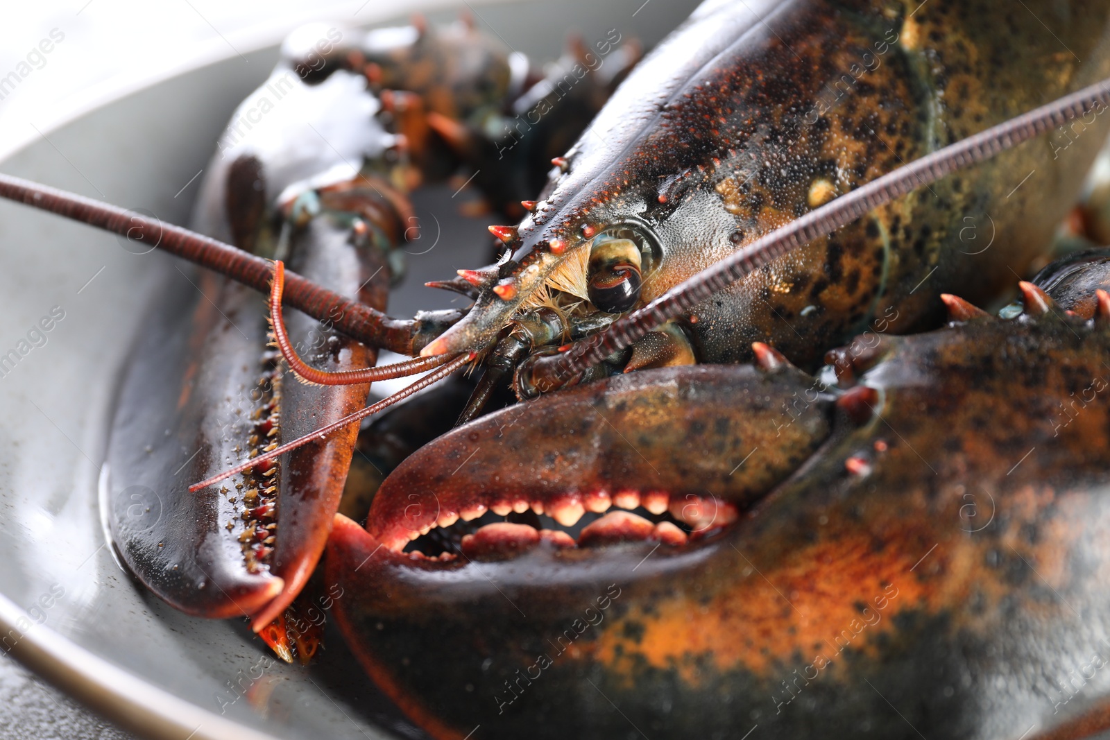 Photo of One raw lobster on plate, closeup. Sea food