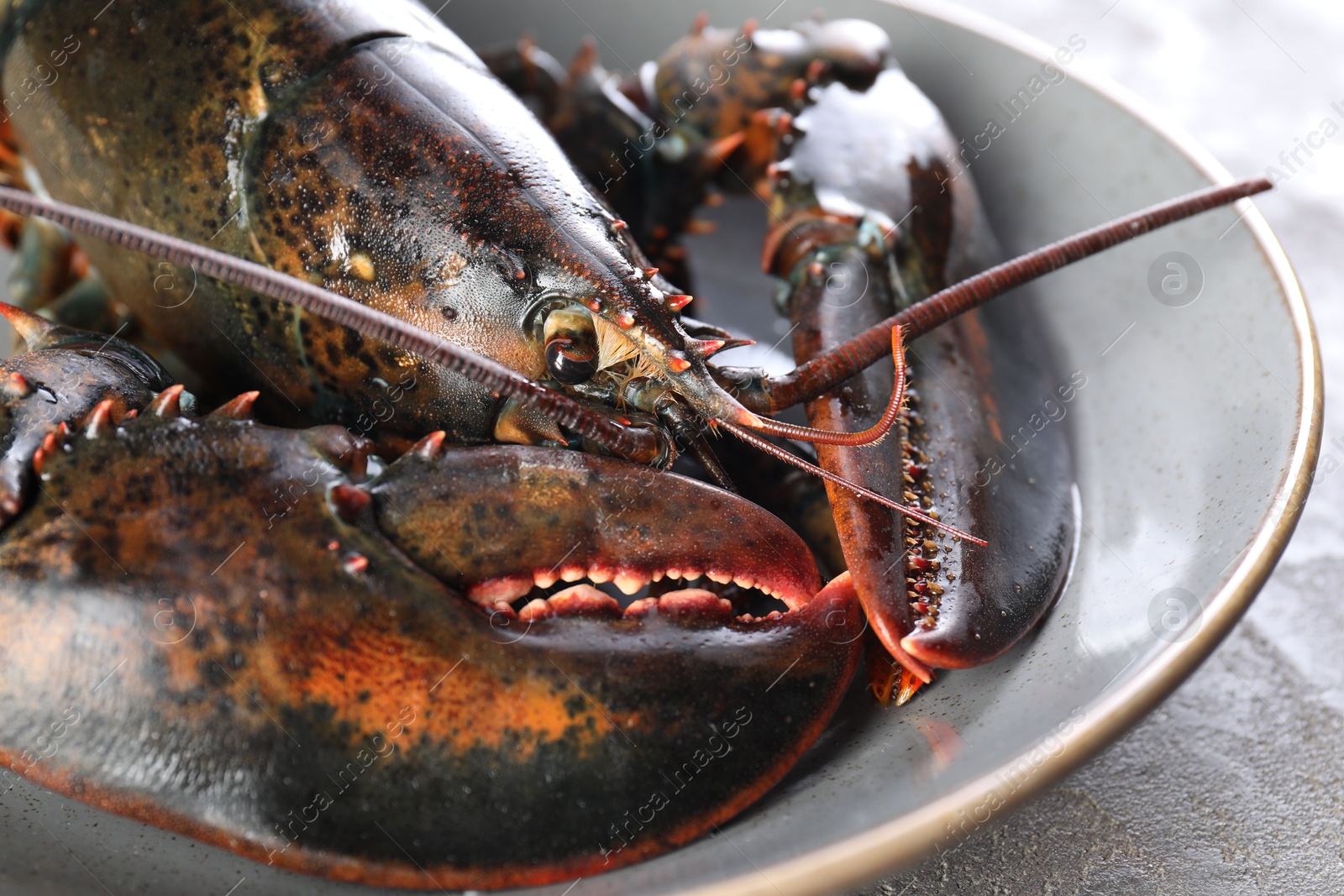 Photo of One raw lobster on grey table, closeup