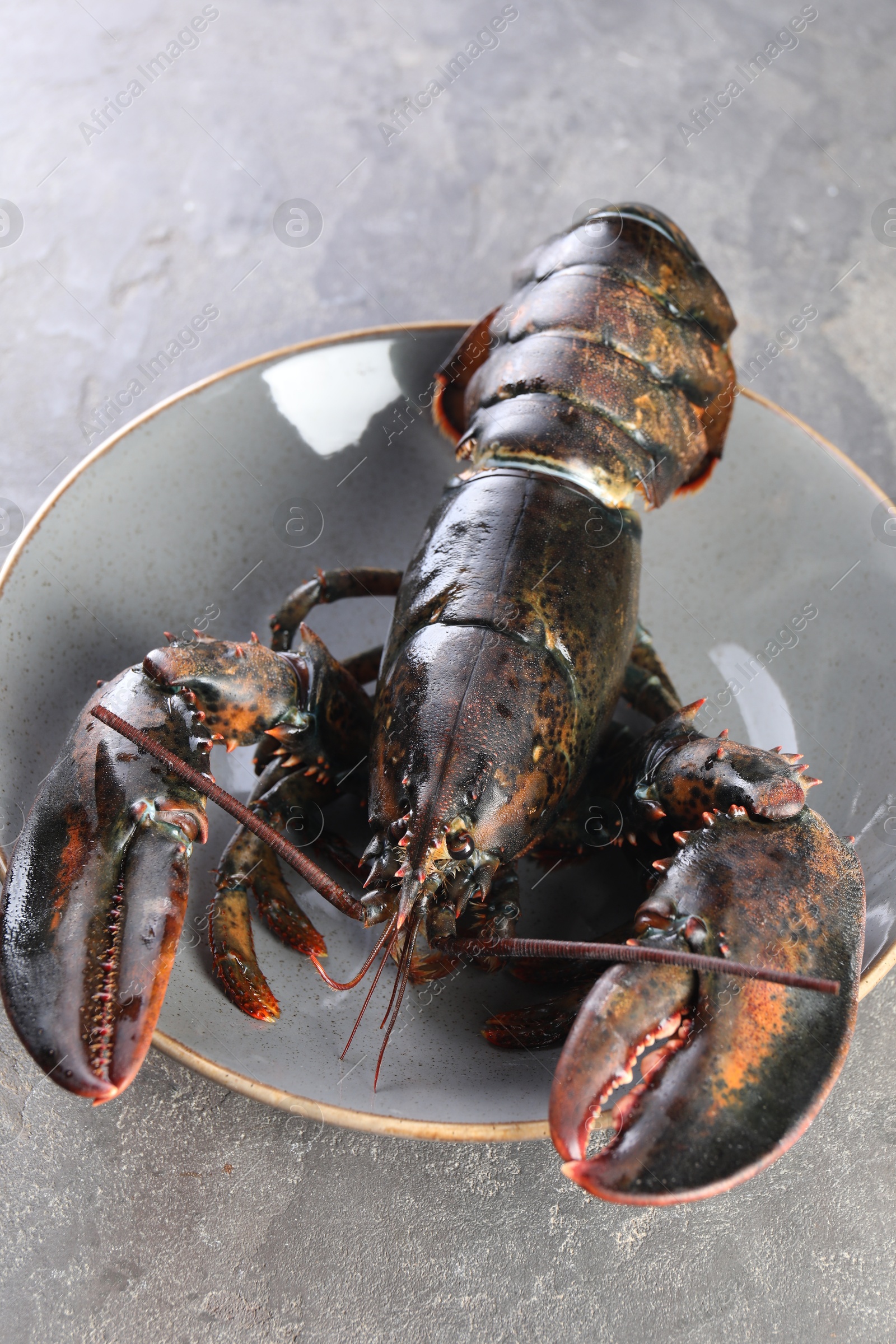 Photo of One raw lobster on grey table, closeup