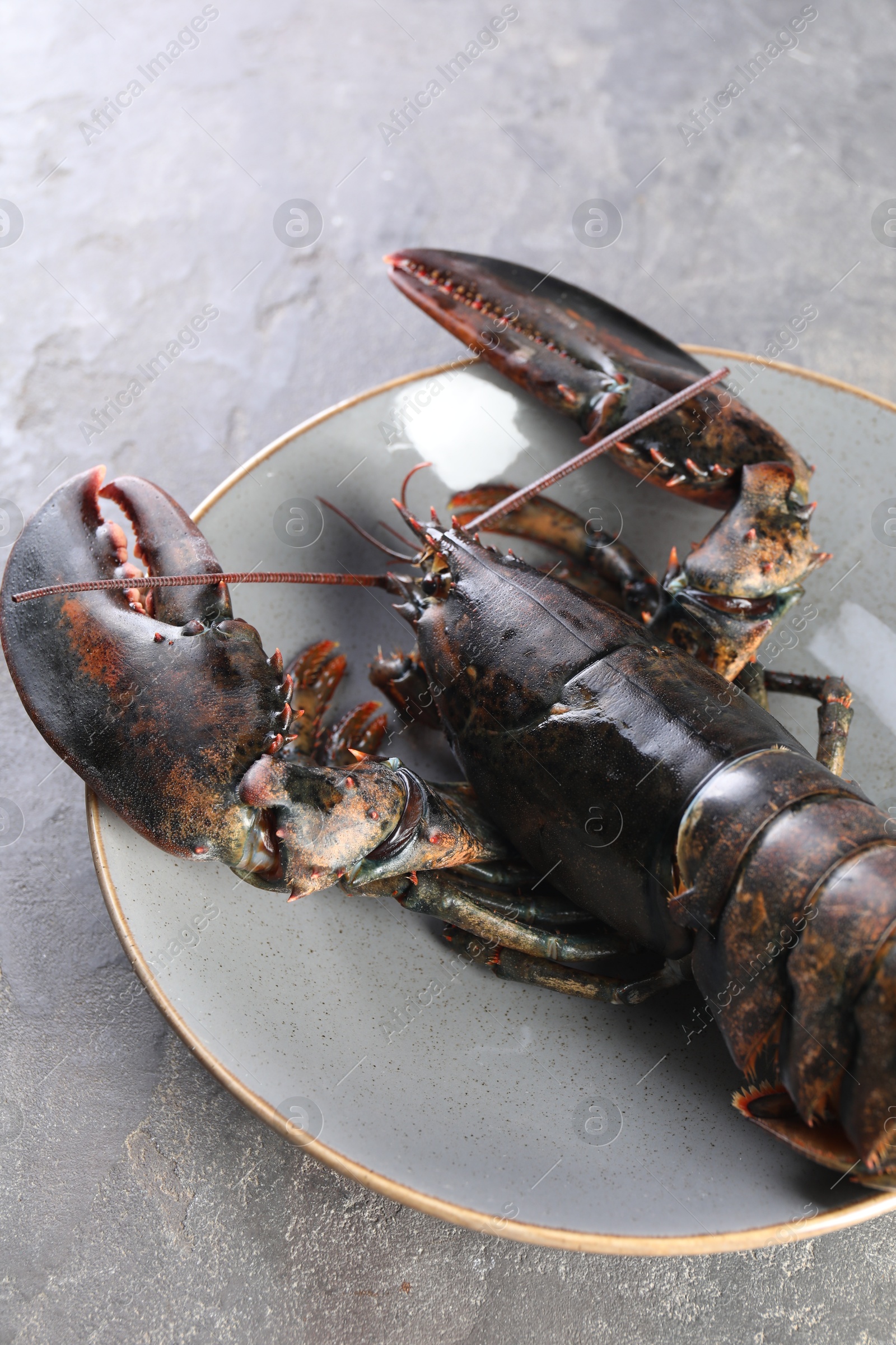 Photo of One raw lobster on grey table, closeup