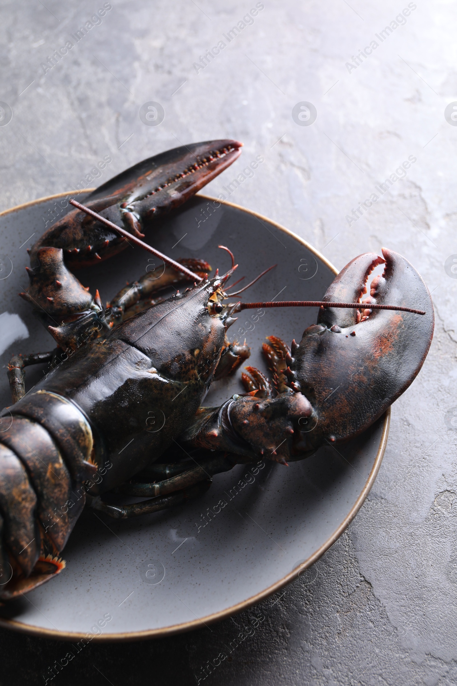 Photo of One raw lobster on grey table, closeup