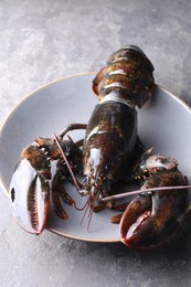 Photo of One raw lobster on grey table, closeup