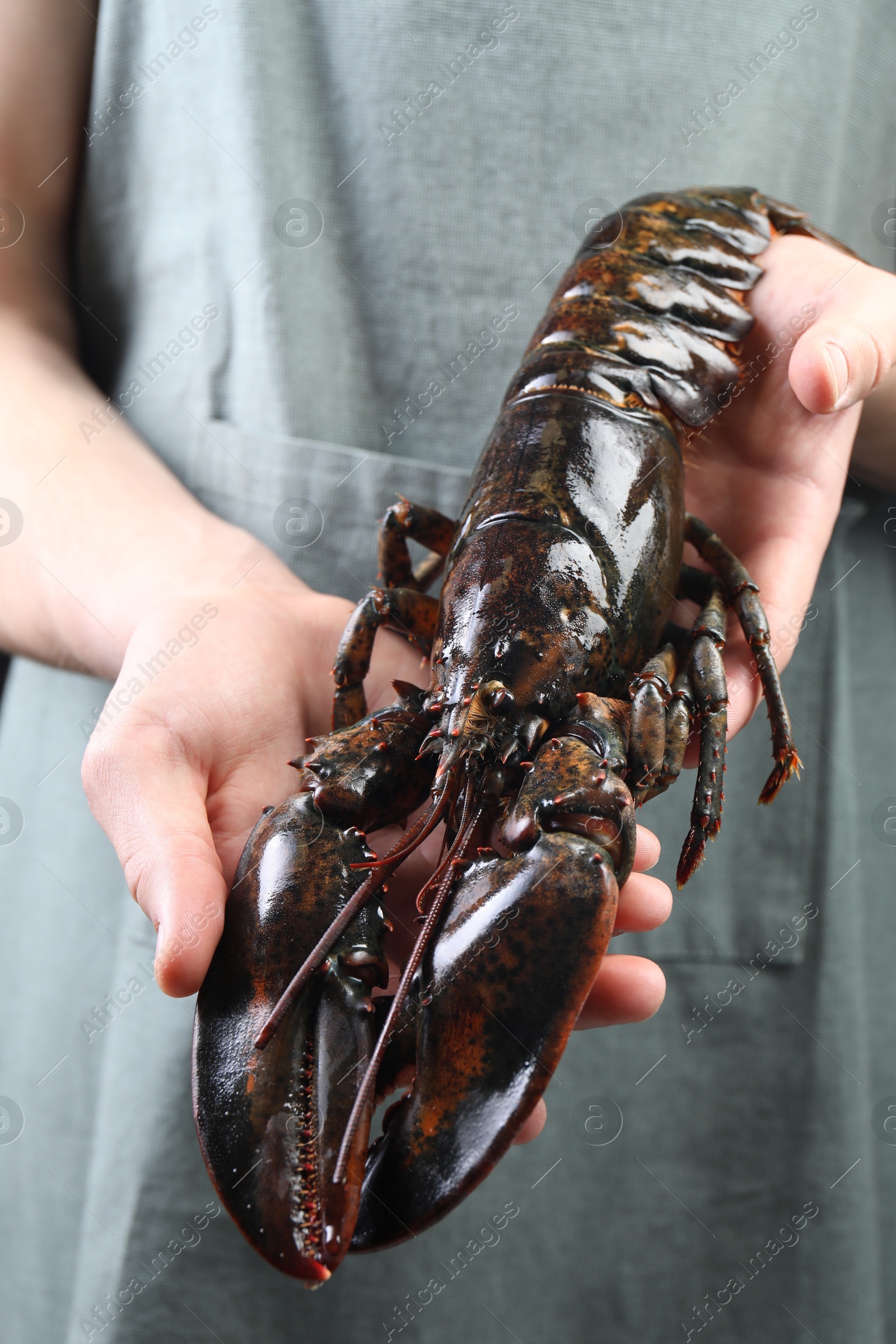 Photo of Man with raw lobster, closeup. Sea food