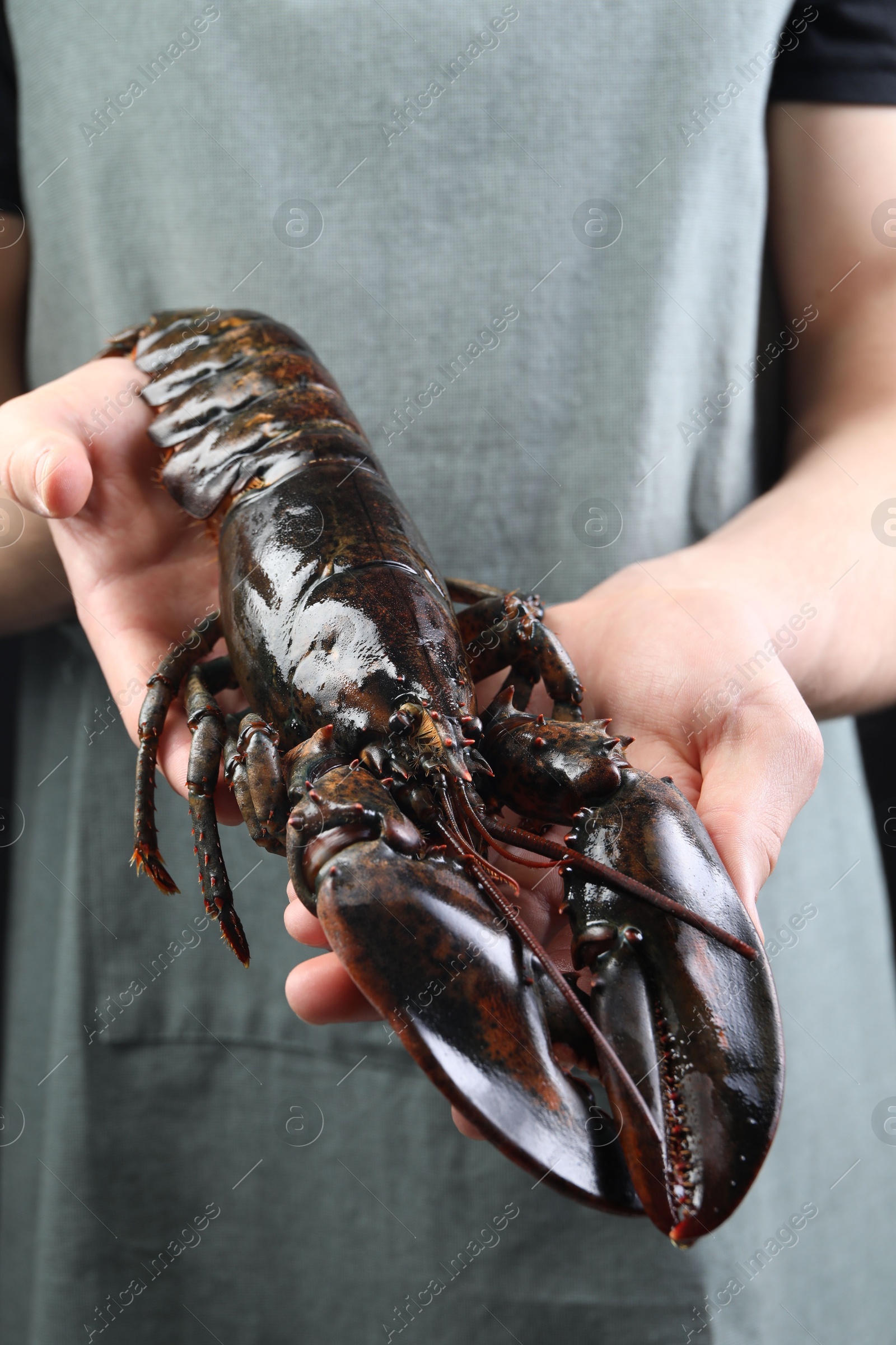 Photo of Man with raw lobster, closeup. Sea food