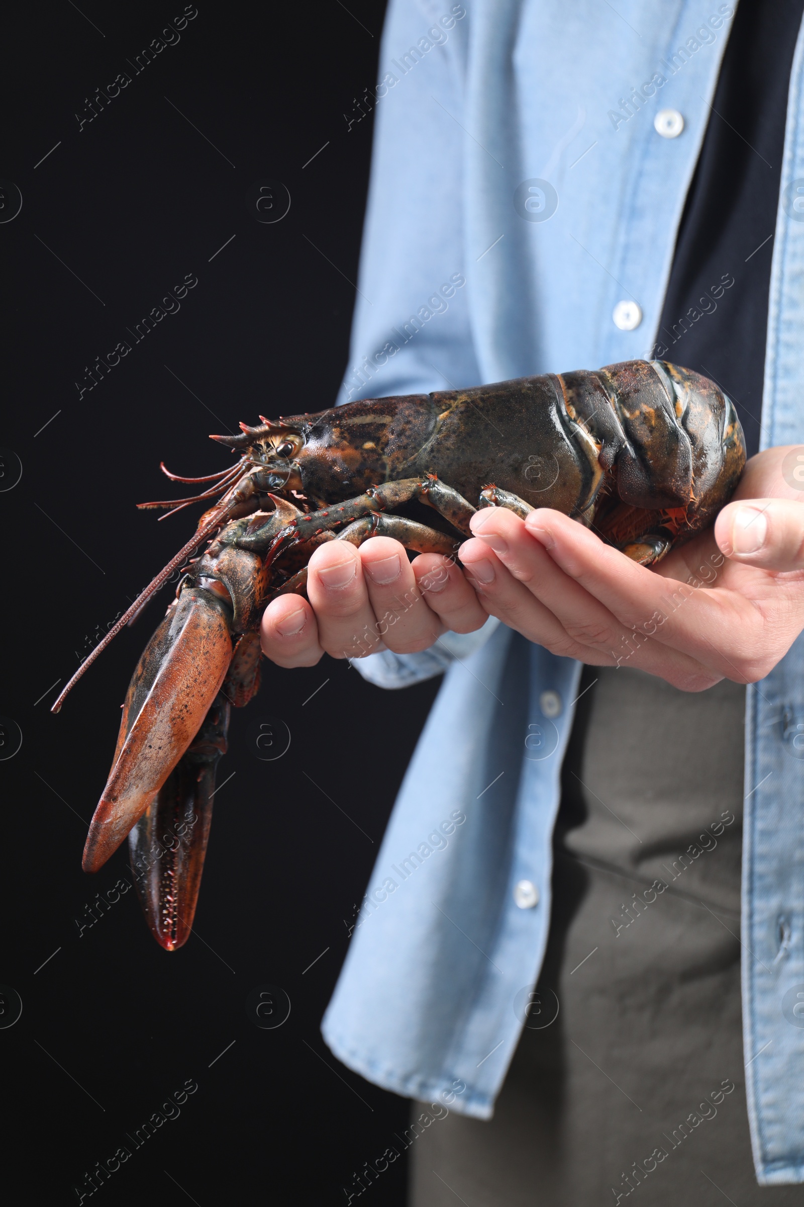 Photo of Man with raw lobster on black background, closeup