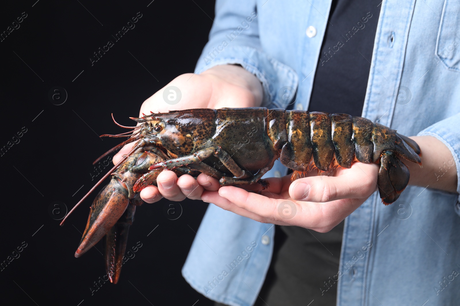 Photo of Man with raw lobster on black background, closeup