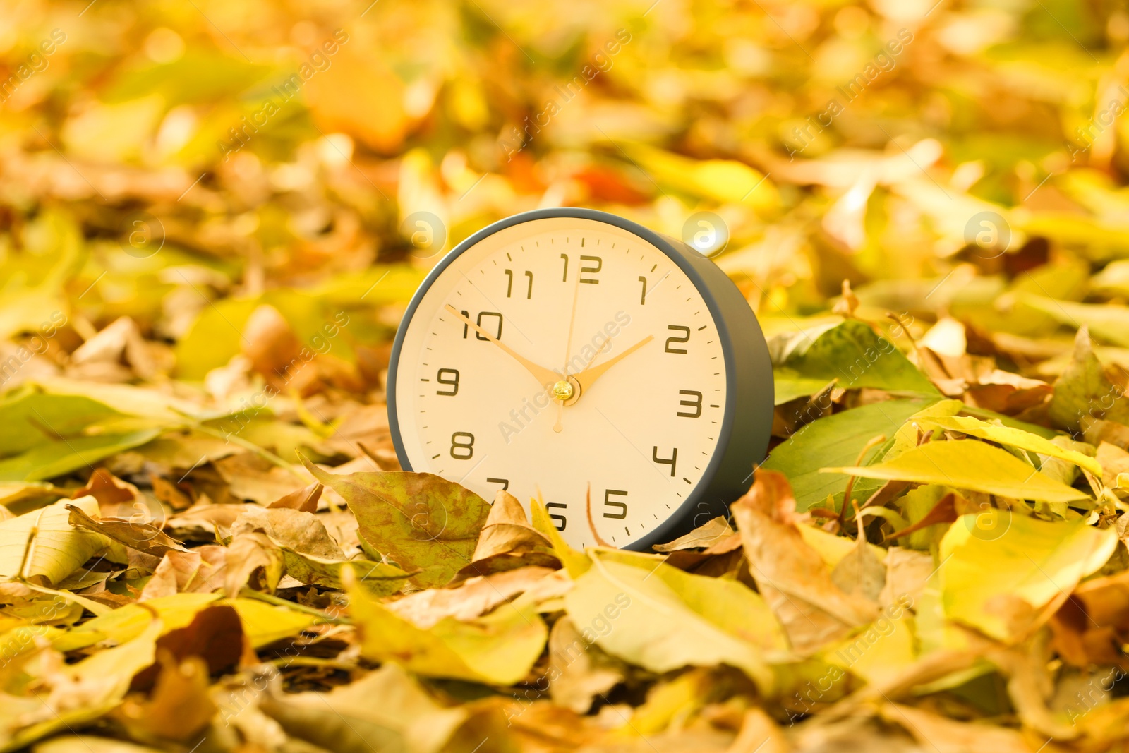 Photo of Autumn time. Alarm clock on fallen leaves, closeup