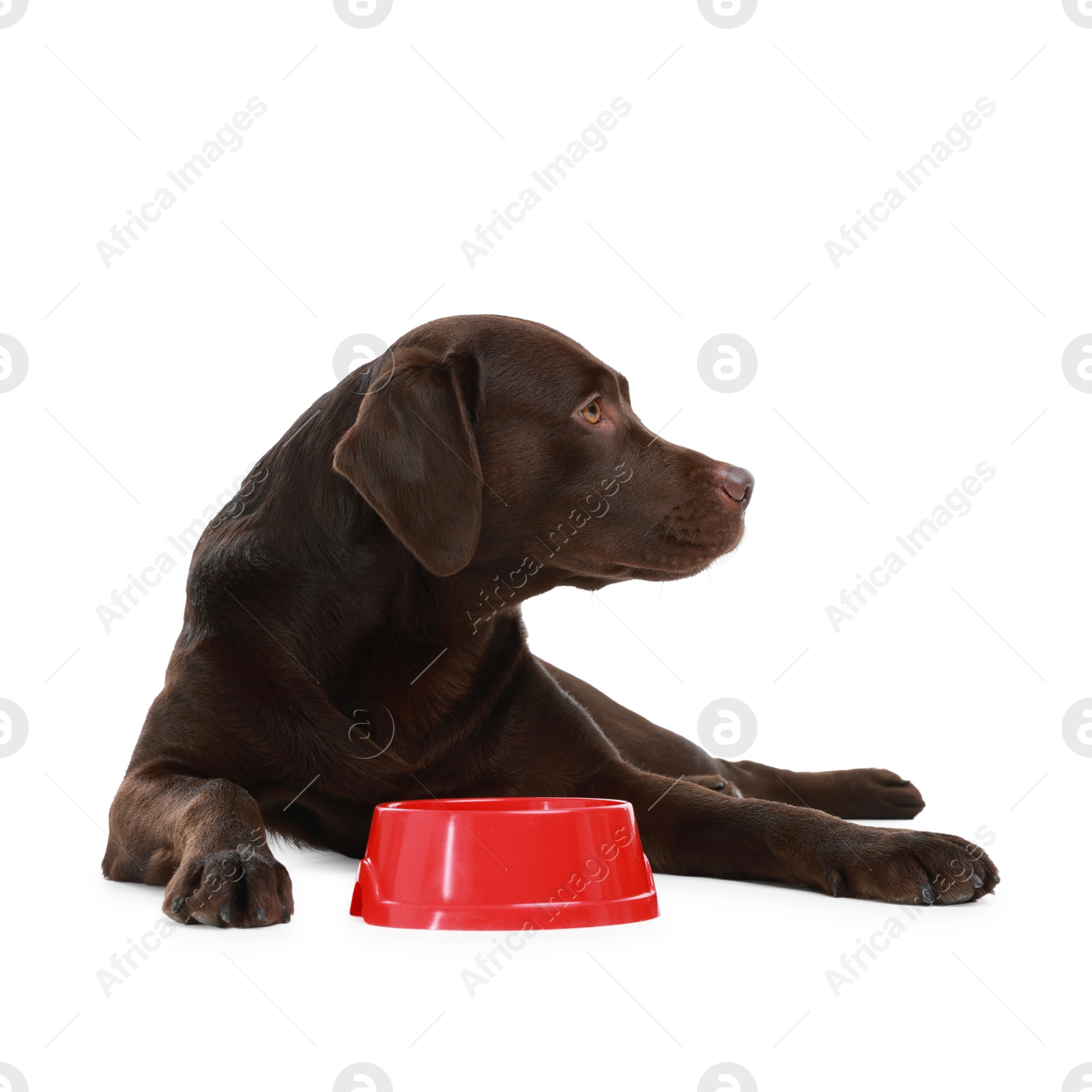 Photo of Cute dog waiting for pet food near empty bowl on white background