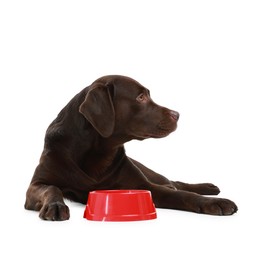 Photo of Cute dog waiting for pet food near empty bowl on white background