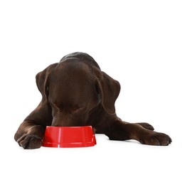 Photo of Cute dog eating dry pet food from feeding bowl on white background