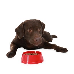 Photo of Cute dog lying near bowl of dry pet food on white background