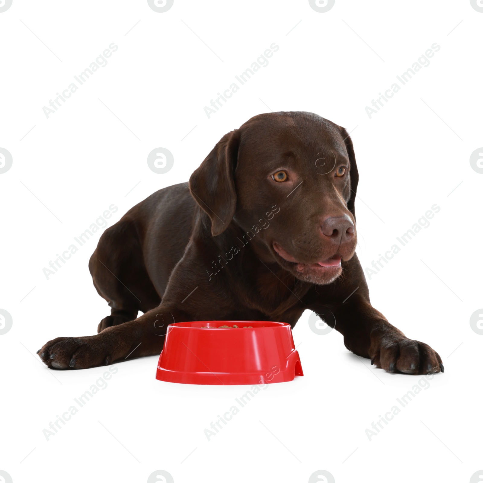 Photo of Cute dog lying near bowl of dry pet food on white background