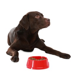 Photo of Cute dog lying near bowl of dry pet food on white background