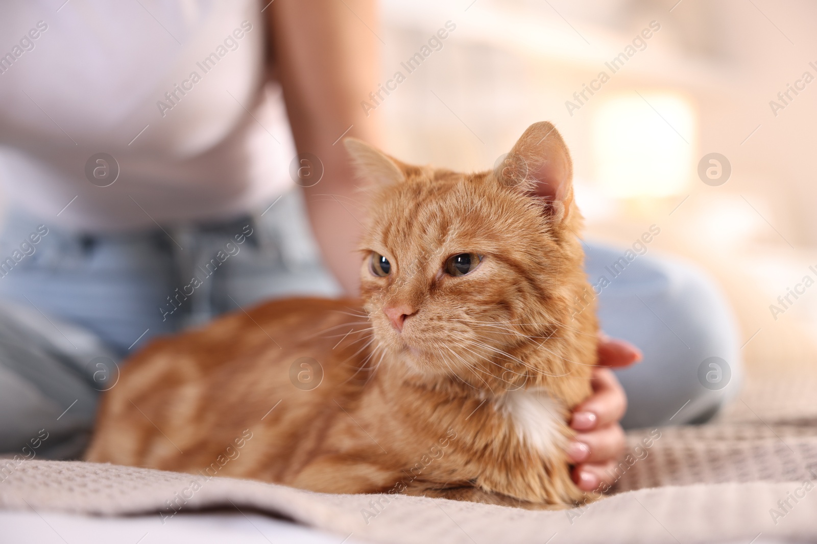 Photo of Woman with her cute ginger cat on bed at home, closeup