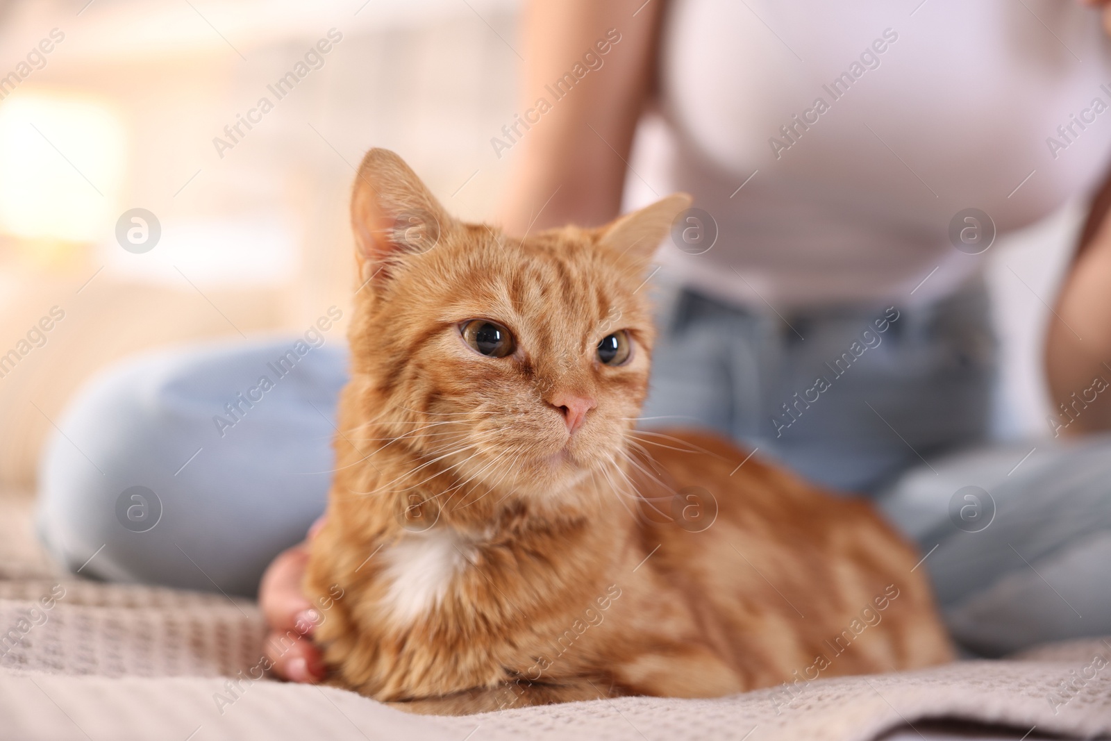 Photo of Woman with her cute ginger cat on bed at home, closeup