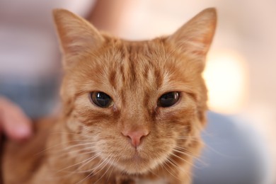 Photo of Cute ginger cat at home. Lovely pet