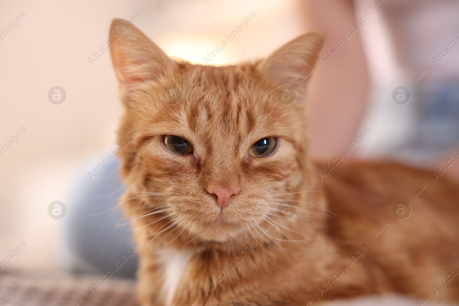 Photo of Cute ginger cat at home. Lovely pet