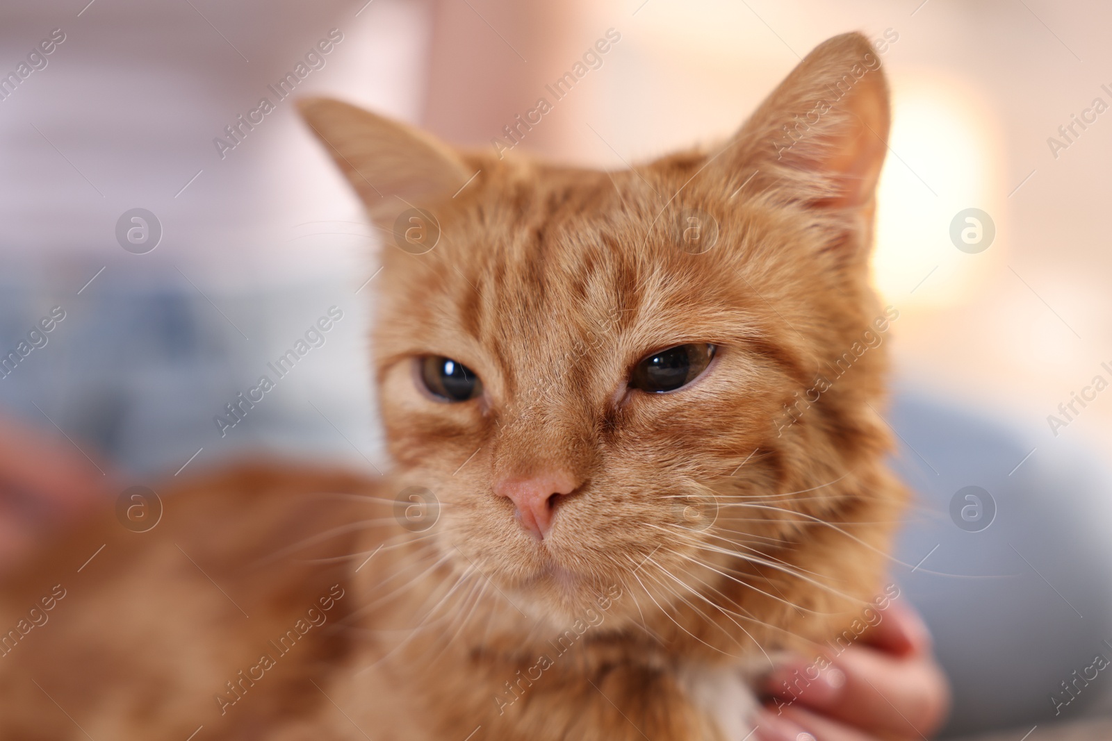 Photo of Woman with her cute ginger cat at home, closeup