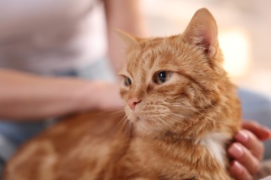 Photo of Woman with her cute ginger cat at home, closeup