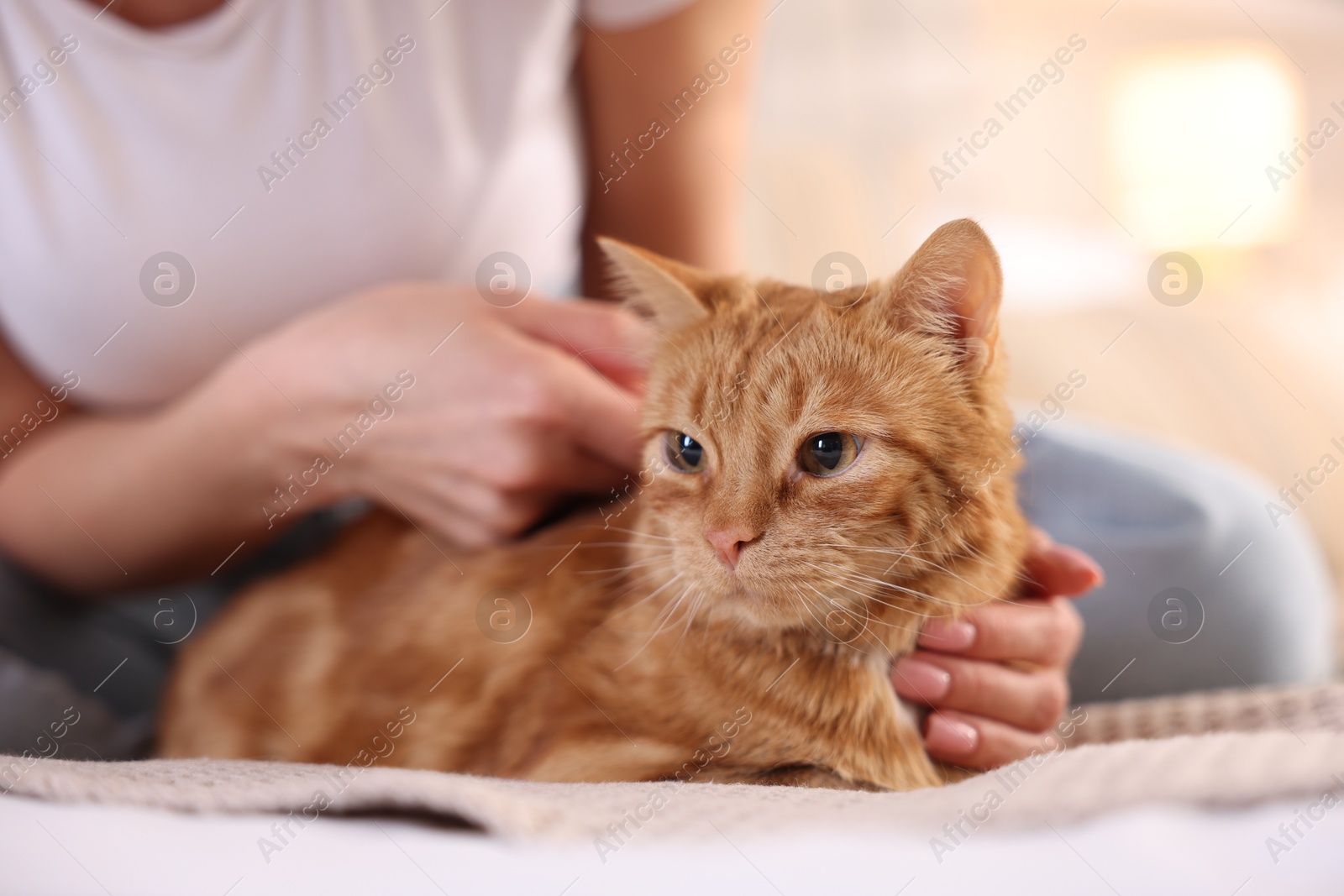 Photo of Woman stroking cute ginger cat on bed at home, closeup