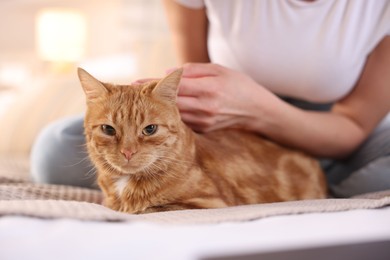 Photo of Woman stroking cute ginger cat on bed at home, closeup