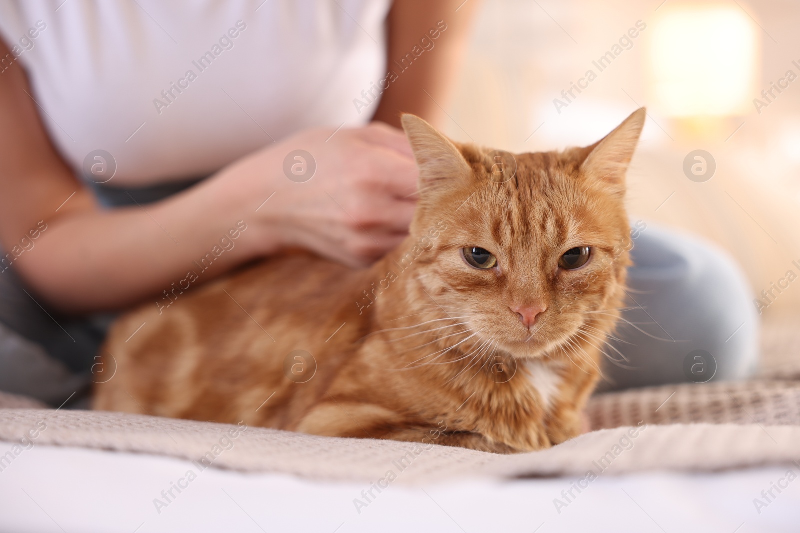 Photo of Woman stroking cute ginger cat on bed at home, closeup