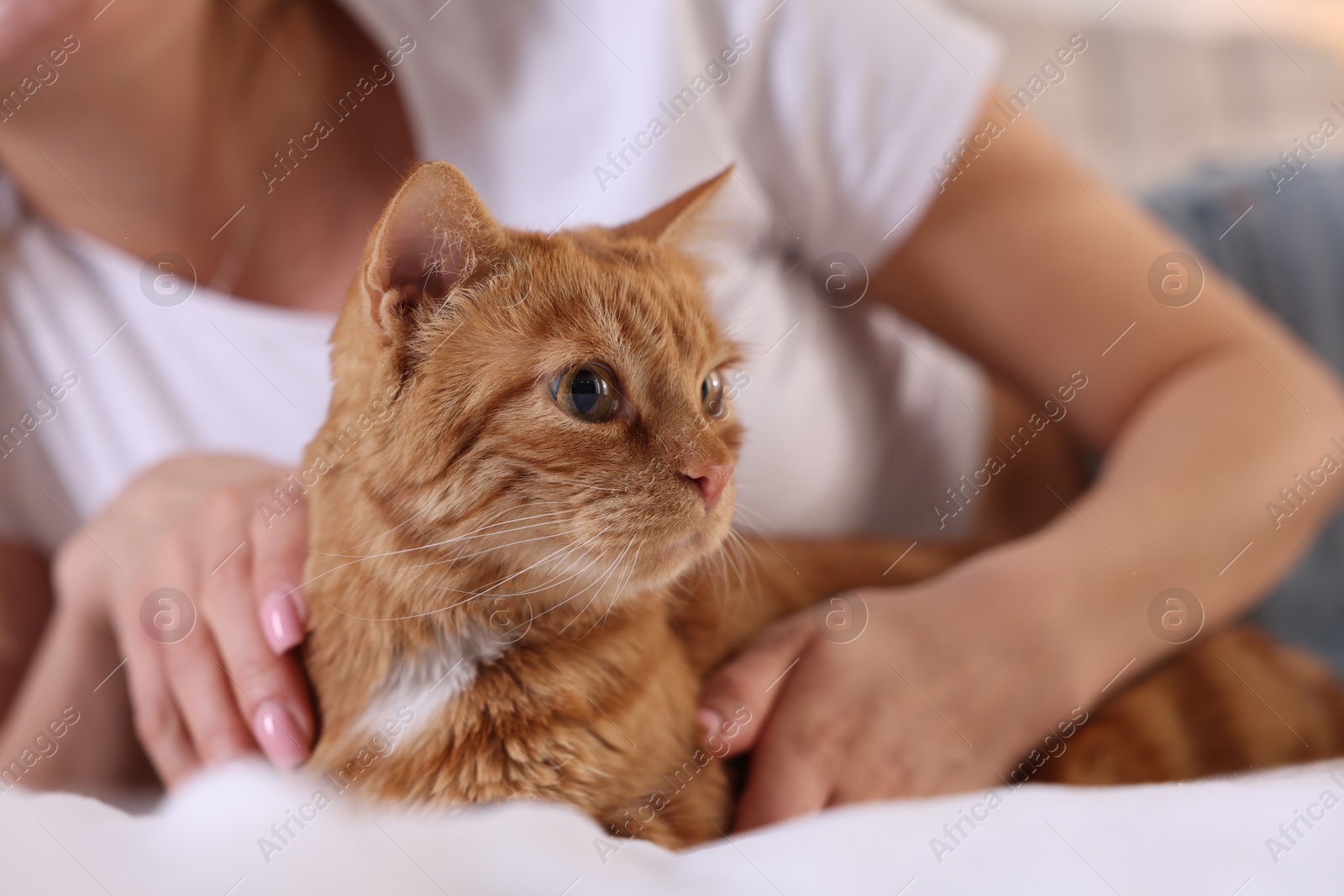 Photo of Woman with her cute ginger cat at home, closeup