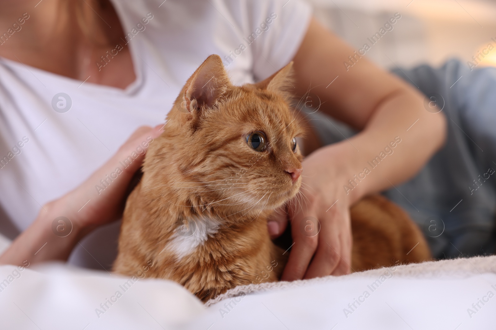 Photo of Woman with cute ginger cat on bed at home, closeup