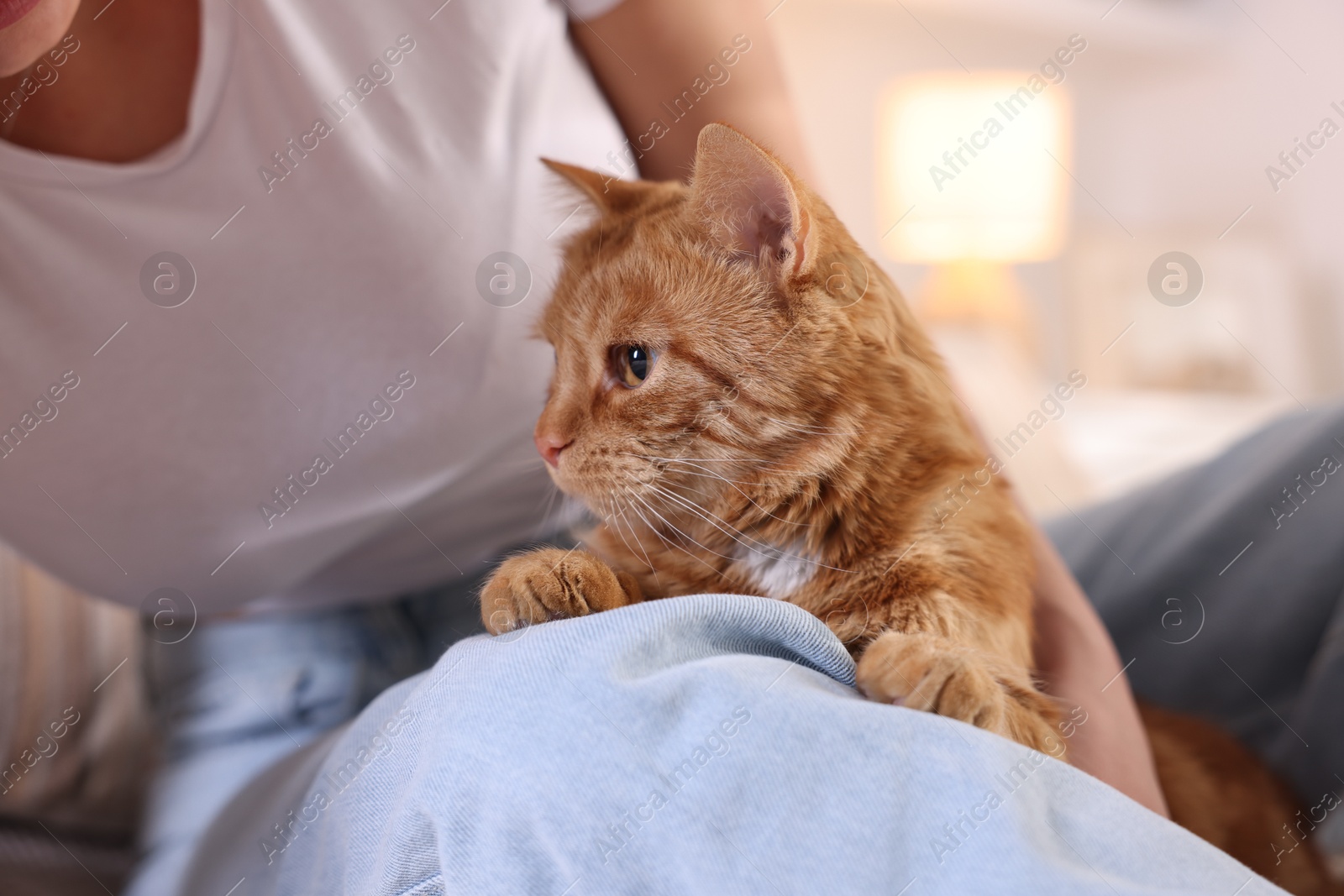 Photo of Woman with her cute ginger cat at home, closeup