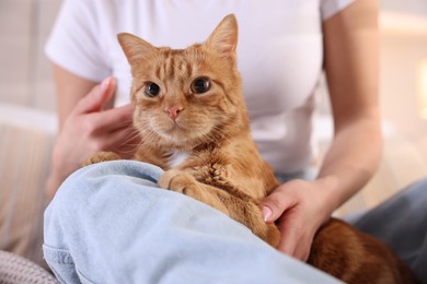 Photo of Woman with her cute ginger cat at home, closeup