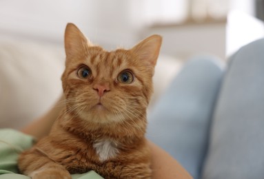 Photo of Woman with her cute ginger cat at home, closeup. Space for text