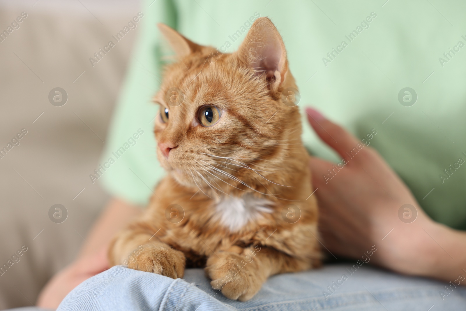 Photo of Woman with her cute ginger cat at home, closeup