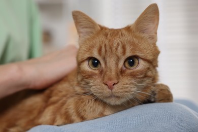 Photo of Woman with her cute ginger cat at home, closeup