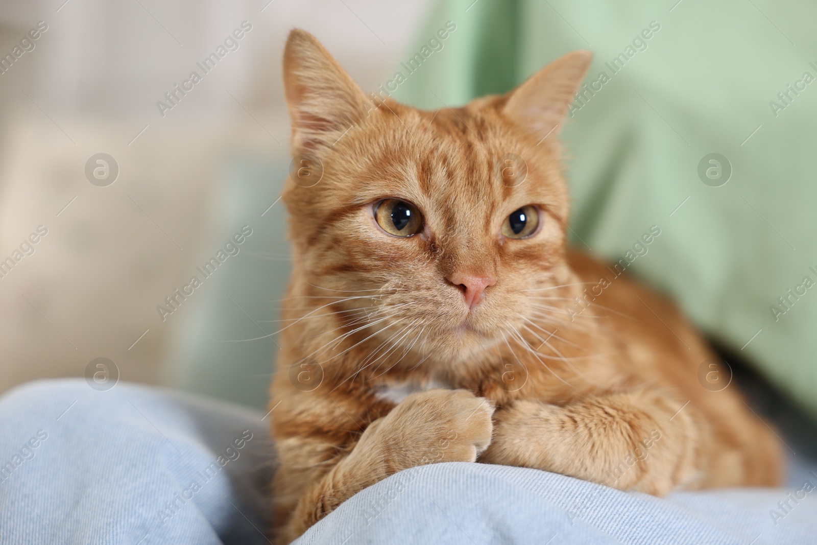 Photo of Woman with her cute ginger cat at home, closeup. Space for text