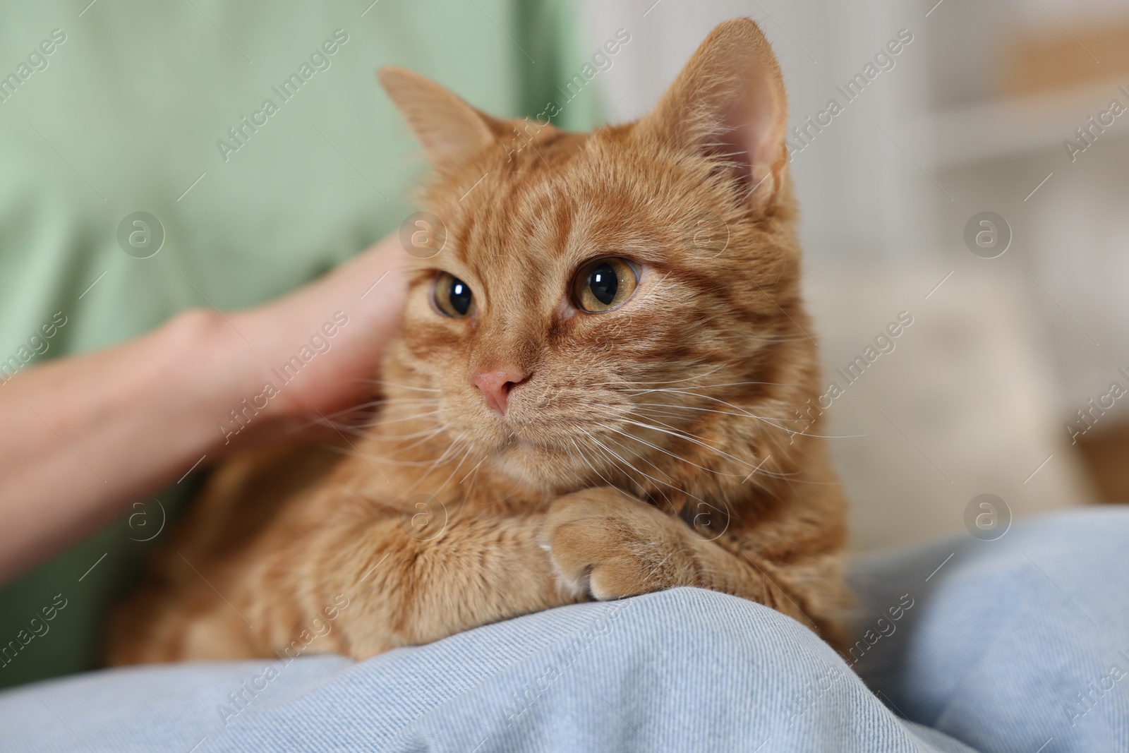 Photo of Woman with her cute ginger cat at home, closeup